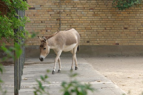zoo