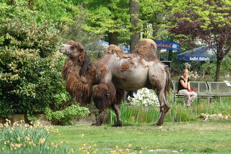 zoo