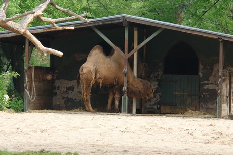 zoo