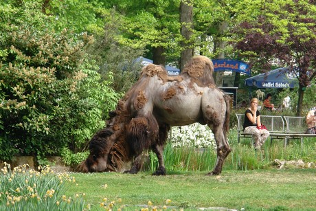 zoo