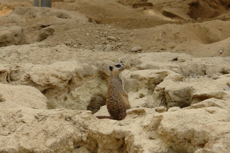zoo