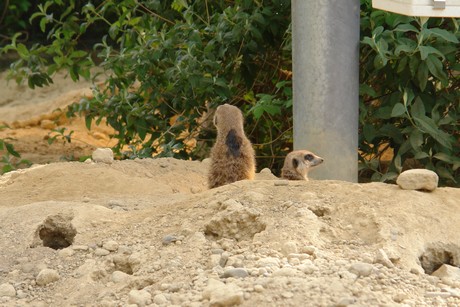 zoo