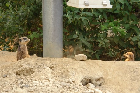 zoo