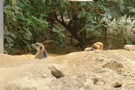zoo