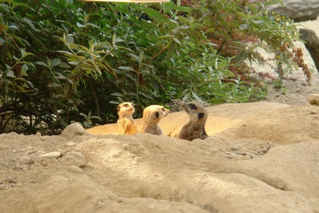 zoo