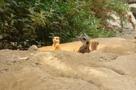 zoo