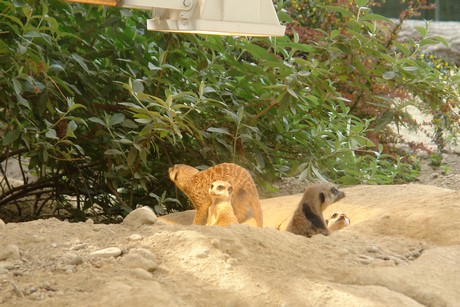 zoo