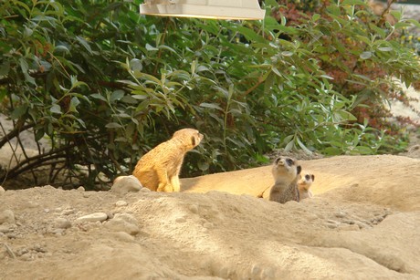 zoo
