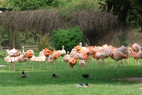 zoo