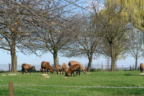 huechelhoven