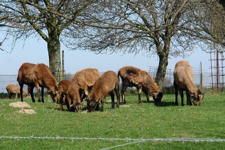 huechelhoven