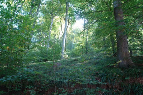 drachenfels