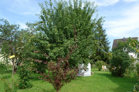 voiswinkel