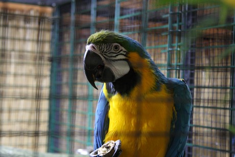 vogelausstellung