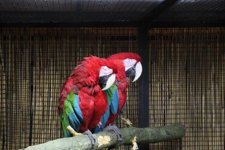 vogelausstellung