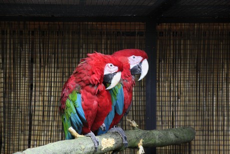 vogelausstellung