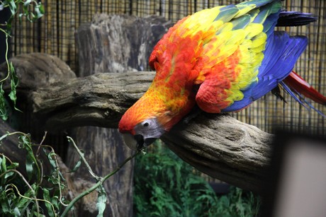 vogelausstellung