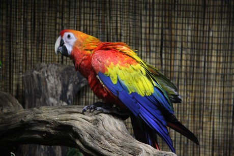 vogelausstellung