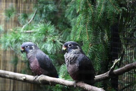 vogelausstellung