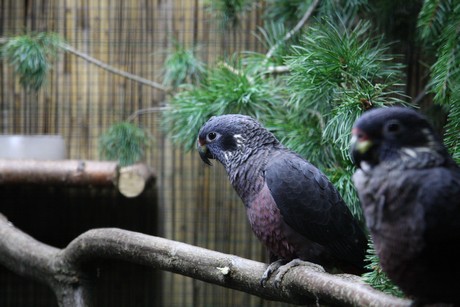 vogelausstellung