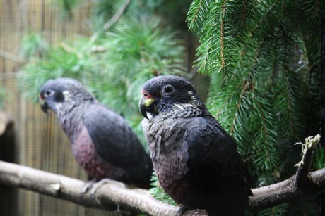 vogelausstellung