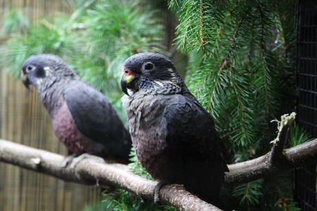 vogelausstellung