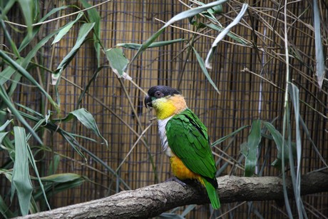 vogelausstellung