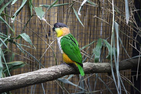 vogelausstellung