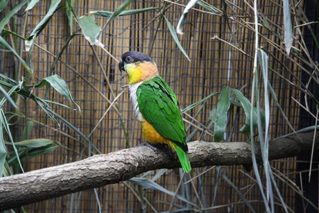 vogelausstellung