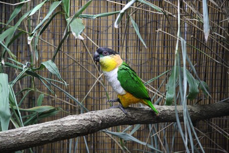 vogelausstellung