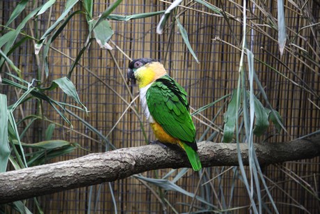 vogelausstellung