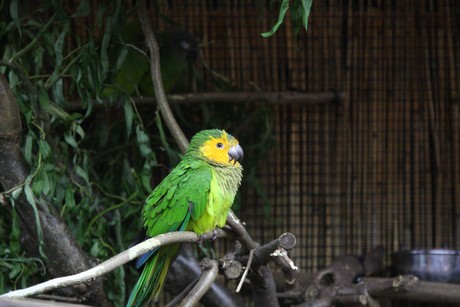 vogelausstellung