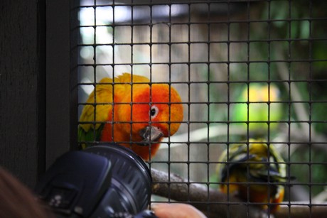 vogelausstellung