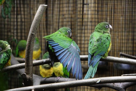 vogelausstellung