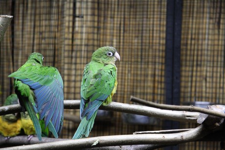 vogelausstellung