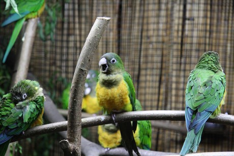 vogelausstellung