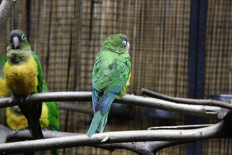 vogelausstellung