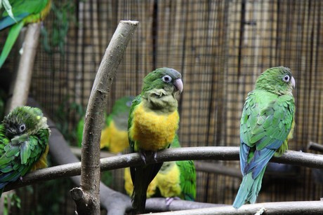 vogelausstellung