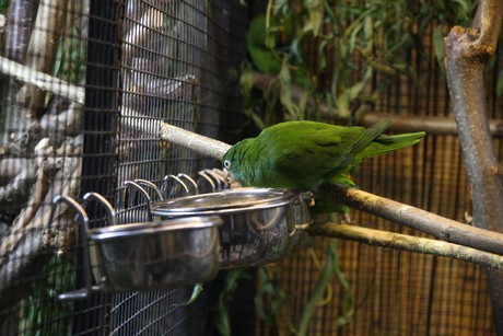 vogelausstellung