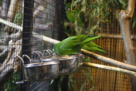 vogelausstellung