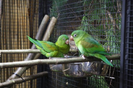 vogelausstellung