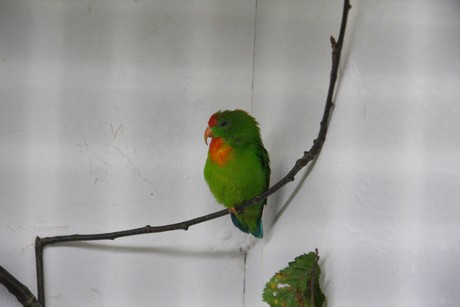 vogelausstellung