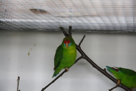 vogelausstellung