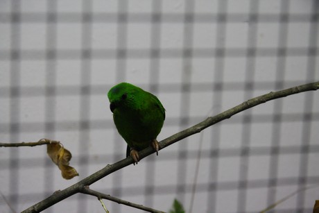 vogelausstellung