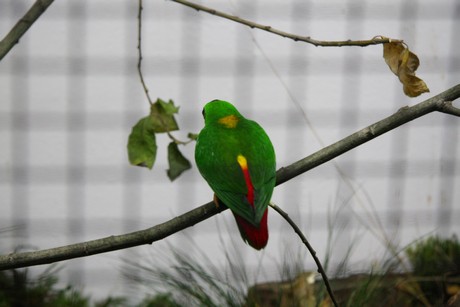 vogelausstellung