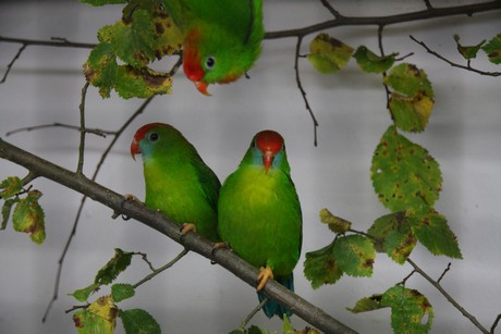 vogelausstellung