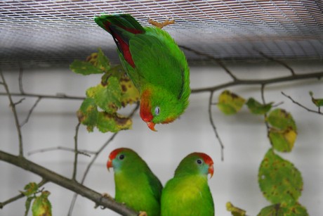 vogelausstellung