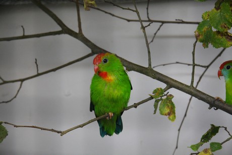 vogelausstellung