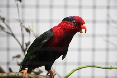 vogelausstellung