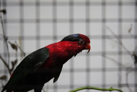 vogelausstellung